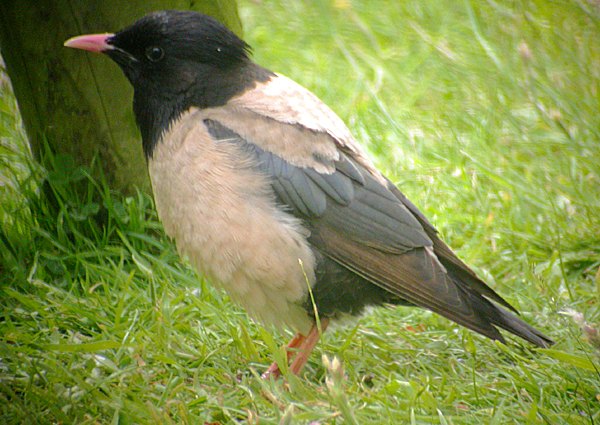 Rose-coloured Starling
