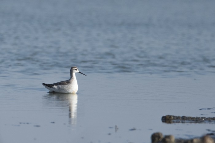 Wilson's Phalarope