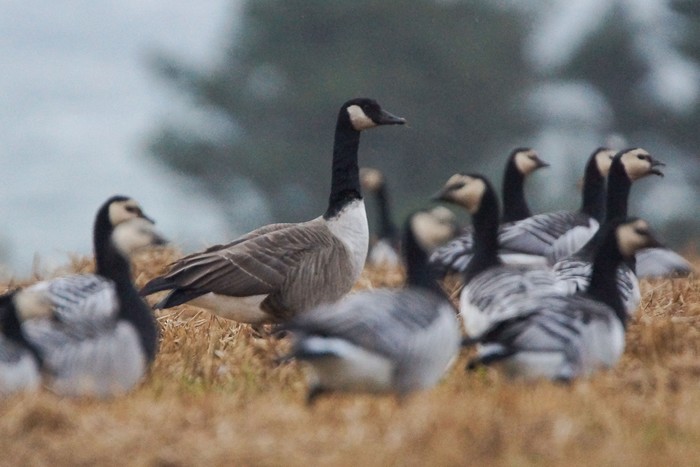 Todd's Canada Goose