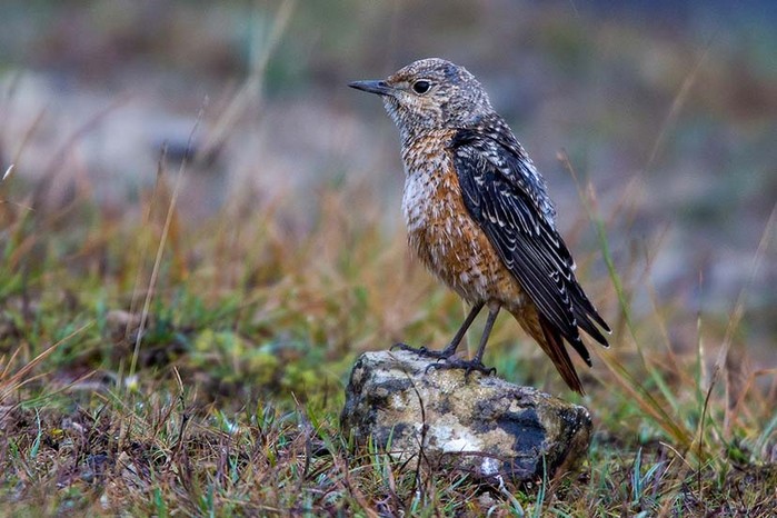 Rock Thrush