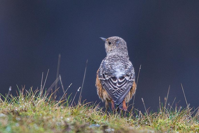 Rock Thrush