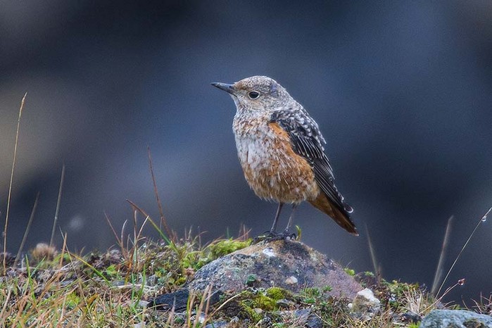 Rock Thrush