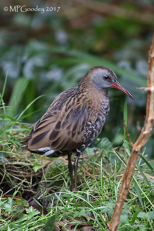 Water Rail