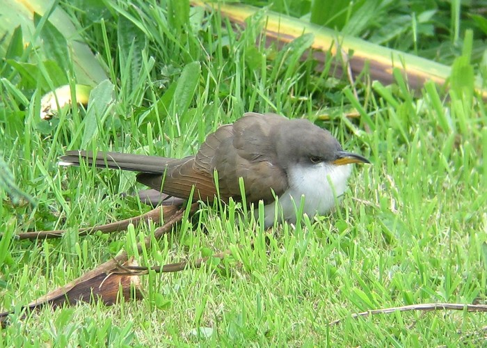 Yellow-billed Cuckoo