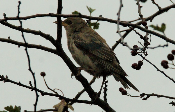 Rose-coloured Starling