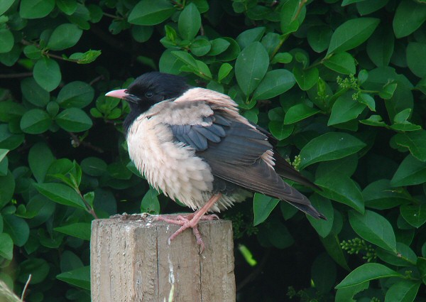 Rose-coloured Starling