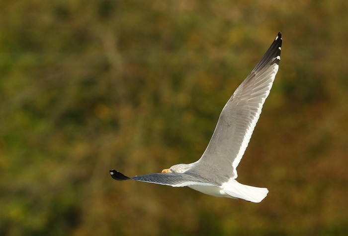 Lesser Black-backed Gull