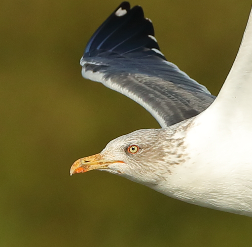 Lesser Black-backed Gull