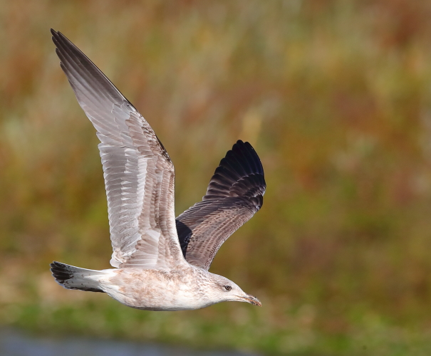 Lesser Black-backed Gull