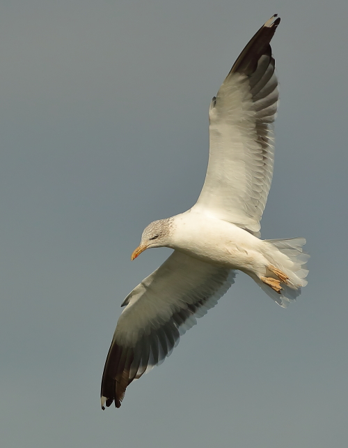 Lesser Black-backed Gull