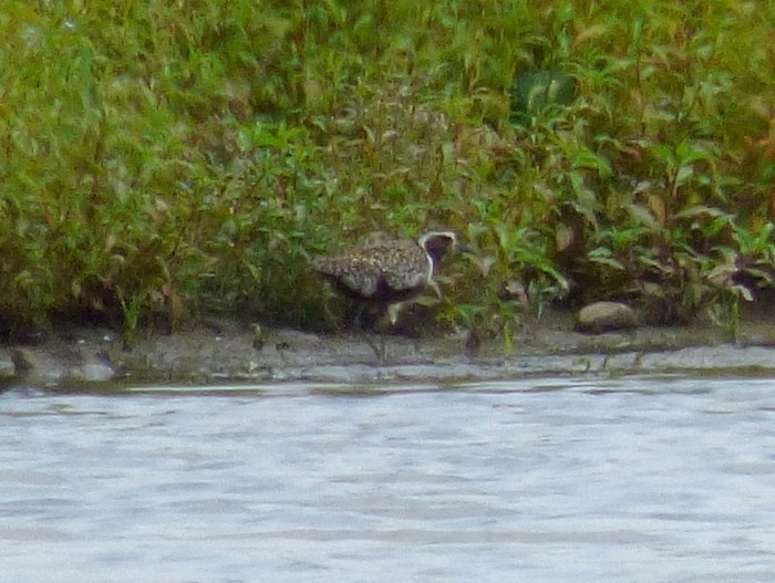 Pacific Golden Plover