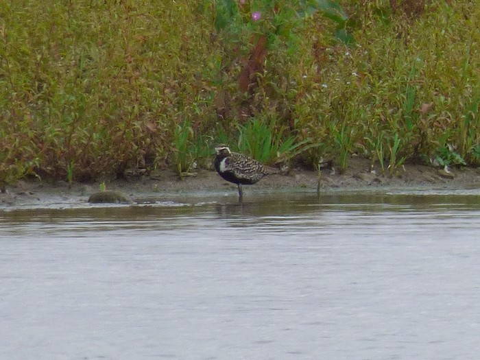 Pacific Golden Plover