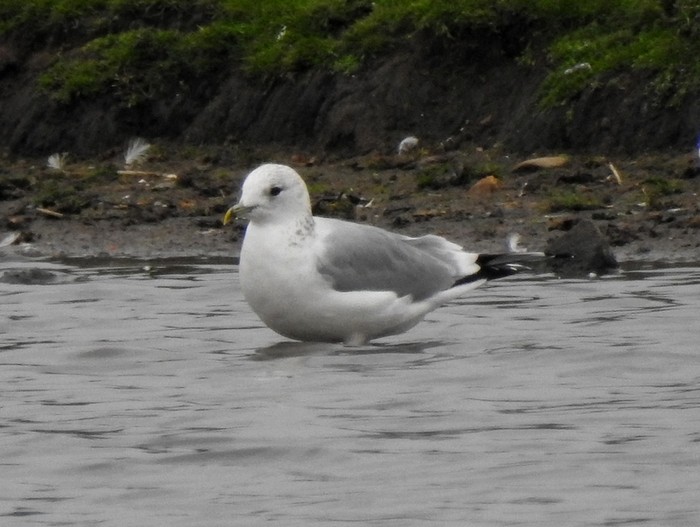 Common Gull