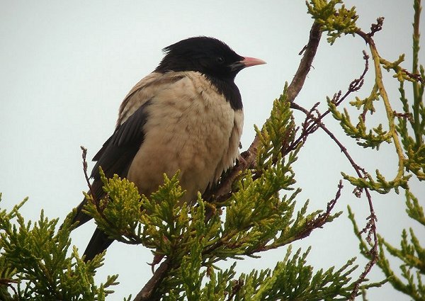 Rose-coloured Starling