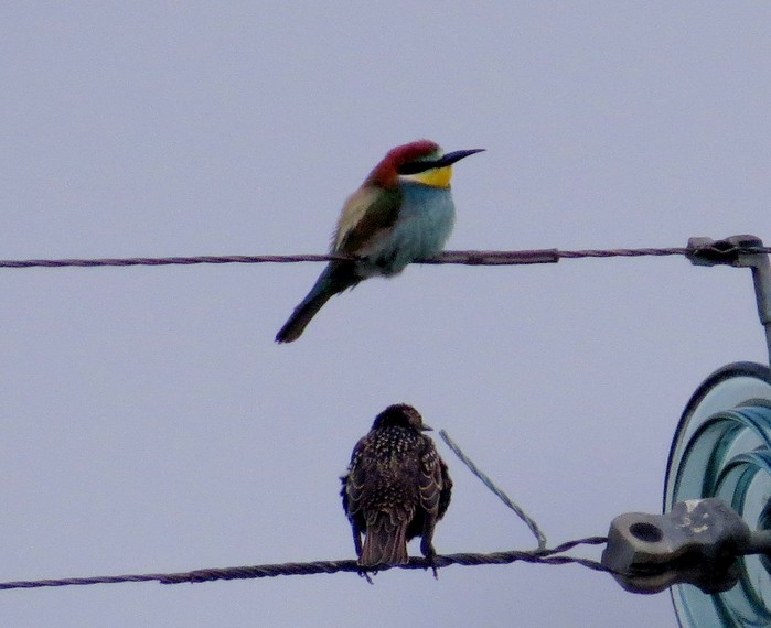 Bee-eater