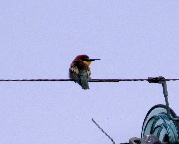 Bee-eater