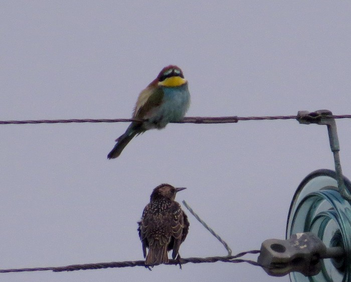Bee-eater