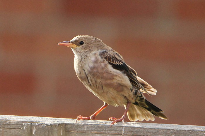 Rose-coloured Starling