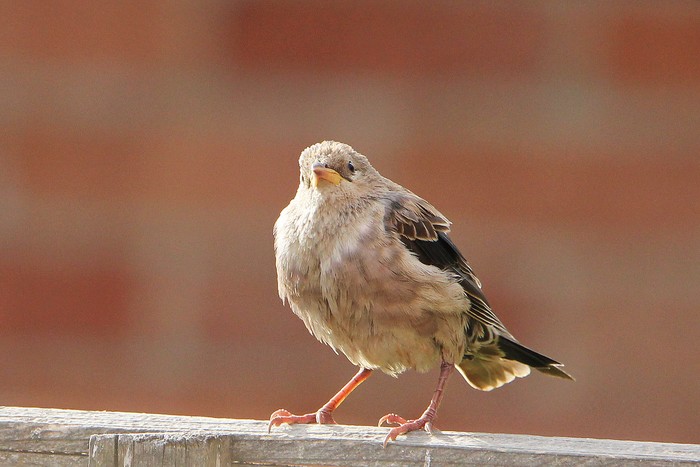 Rose-coloured Starling