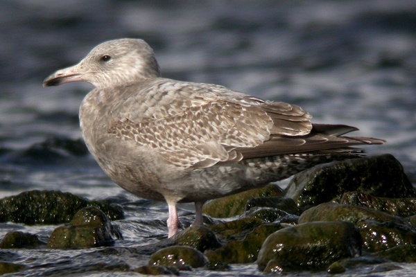 American Herring Gull