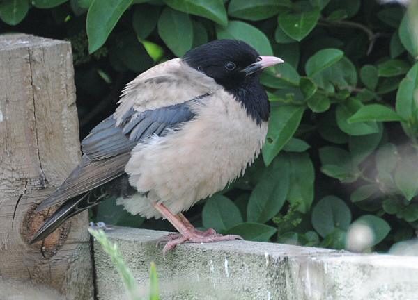 Rose-coloured Starling
