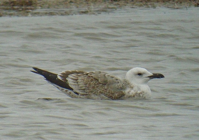 Caspian Gull