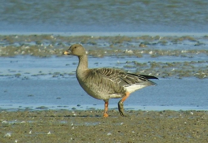 Tundra Bean Goose