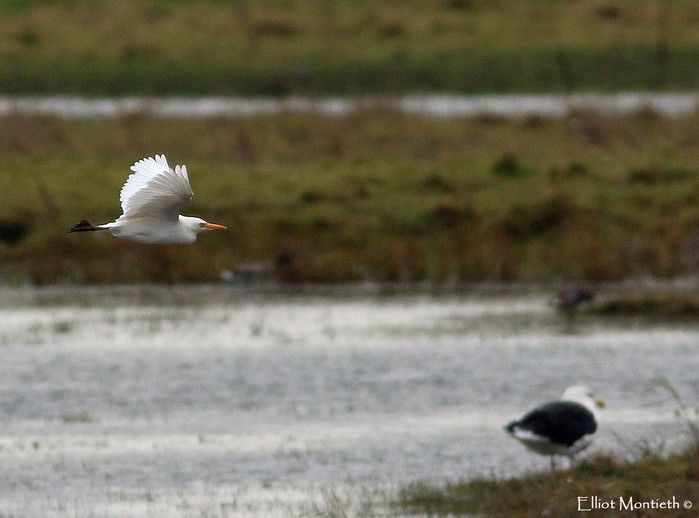 Cattle Egret