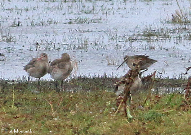 Long-billed Dowitcher