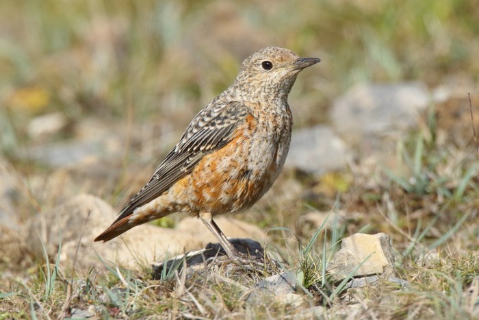 Rock Thrush