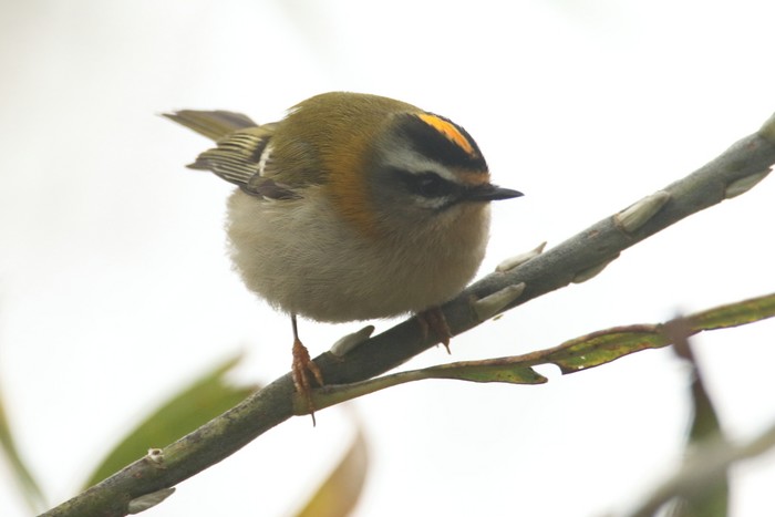 Firecrest