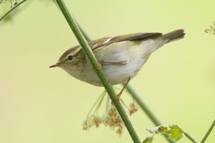 Yellow-browed Warbler