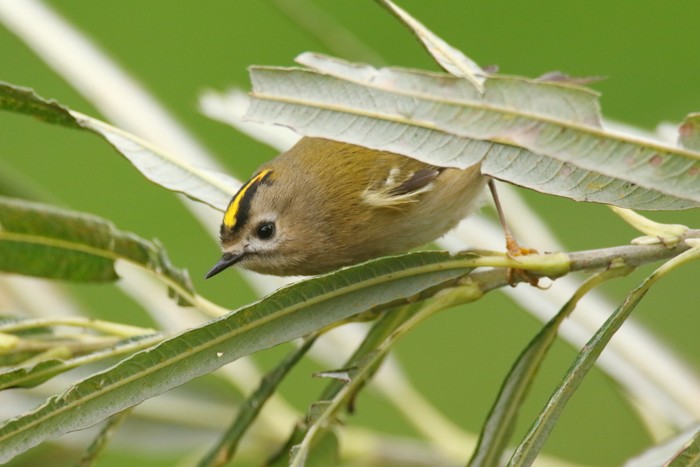 Goldcrest