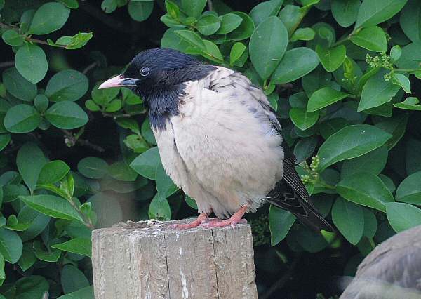 Rose-coloured Starling