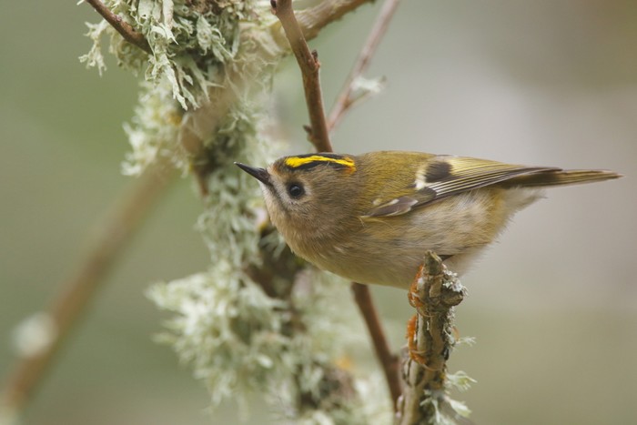 Goldcrest