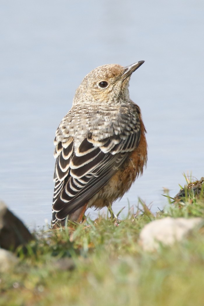 Rock Thrush