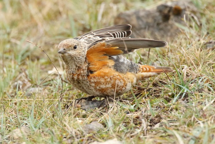 Rock Thrush