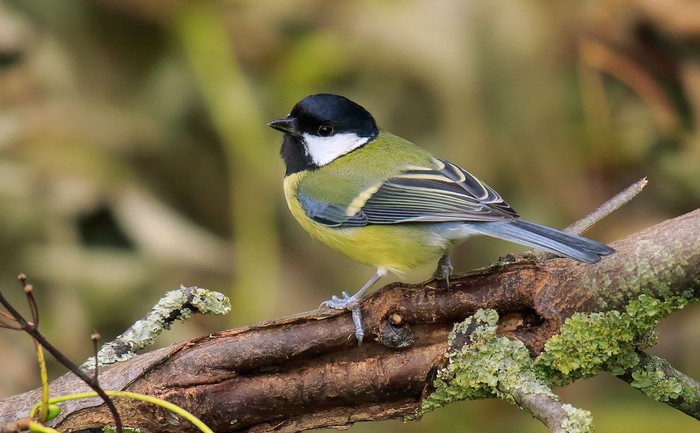 Great Tit
