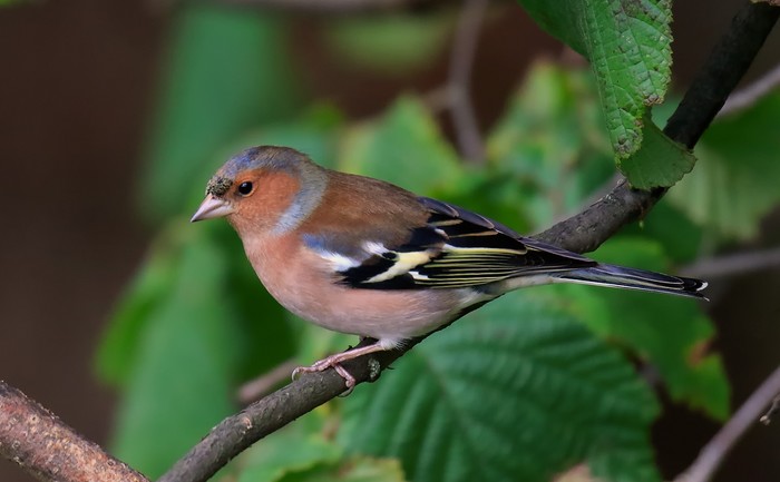 Chaffinch