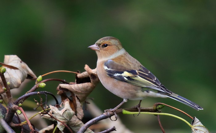 Chaffinch