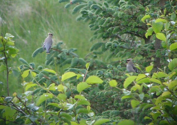 Waxwing