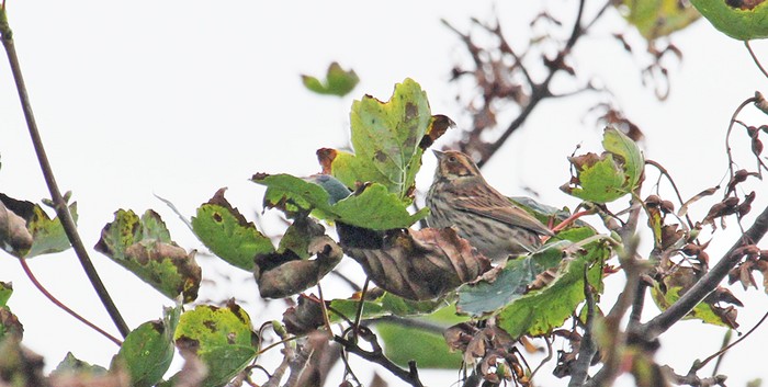 Little Bunting