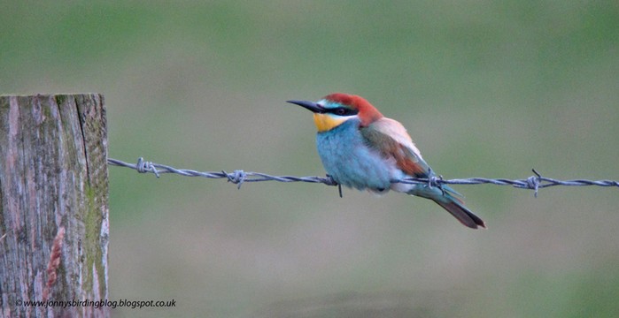 Bee-eater