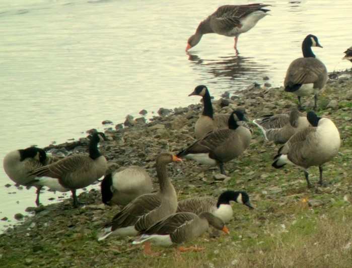 Todd's Canada Goose