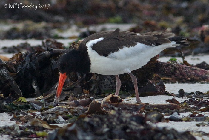 Siberian Oystercatcher