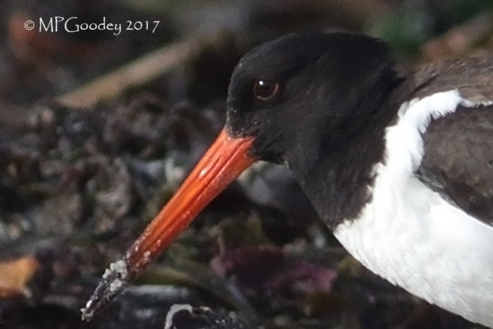 Siberian Oystercatcher