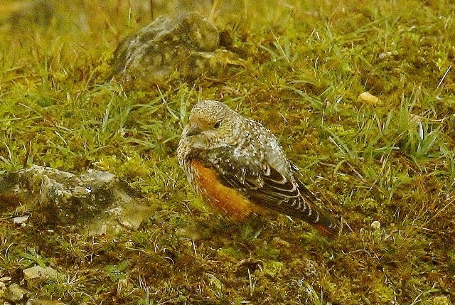 Rock Thrush