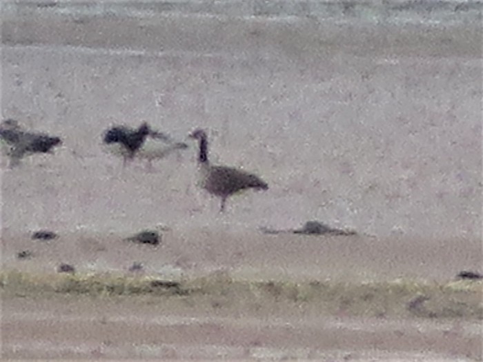 Todd's Canada Goose