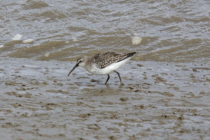 Curlew Sandpiper