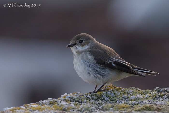 Pied Flycatcher